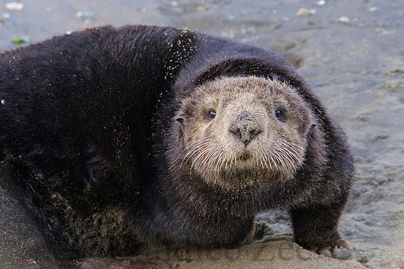 Monterey Otter