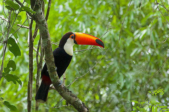 Brazilian Toucan