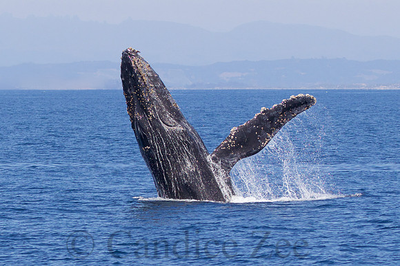 Breaching Humpback