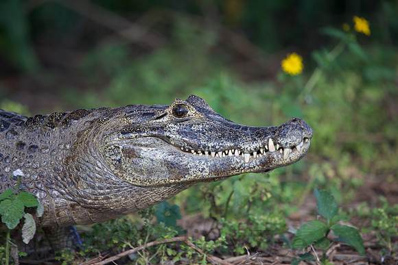 Brazilian Caiman
